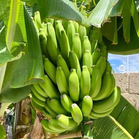 Вилла Tropical *